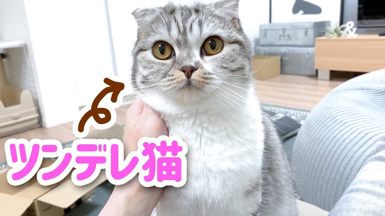 ツンデレ猫の甘えた鳴き声がかわいい！［スコティッシュフォールド・ぐう］
