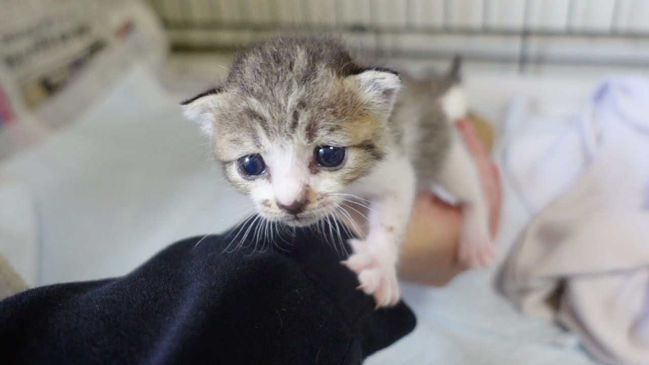 初めての雷に驚いて必死にしがみつく子猫