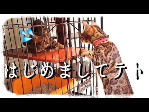 【第1話】ベンガル猫テトが初めて我が家にやってきた日
