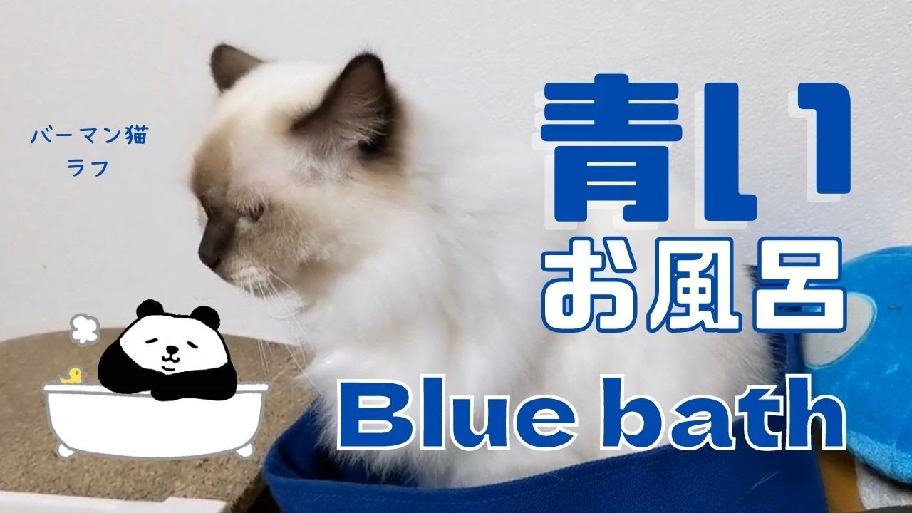 フェルトバスケット【青いお風呂】Blue bath（バーマン猫）Birman/Cat