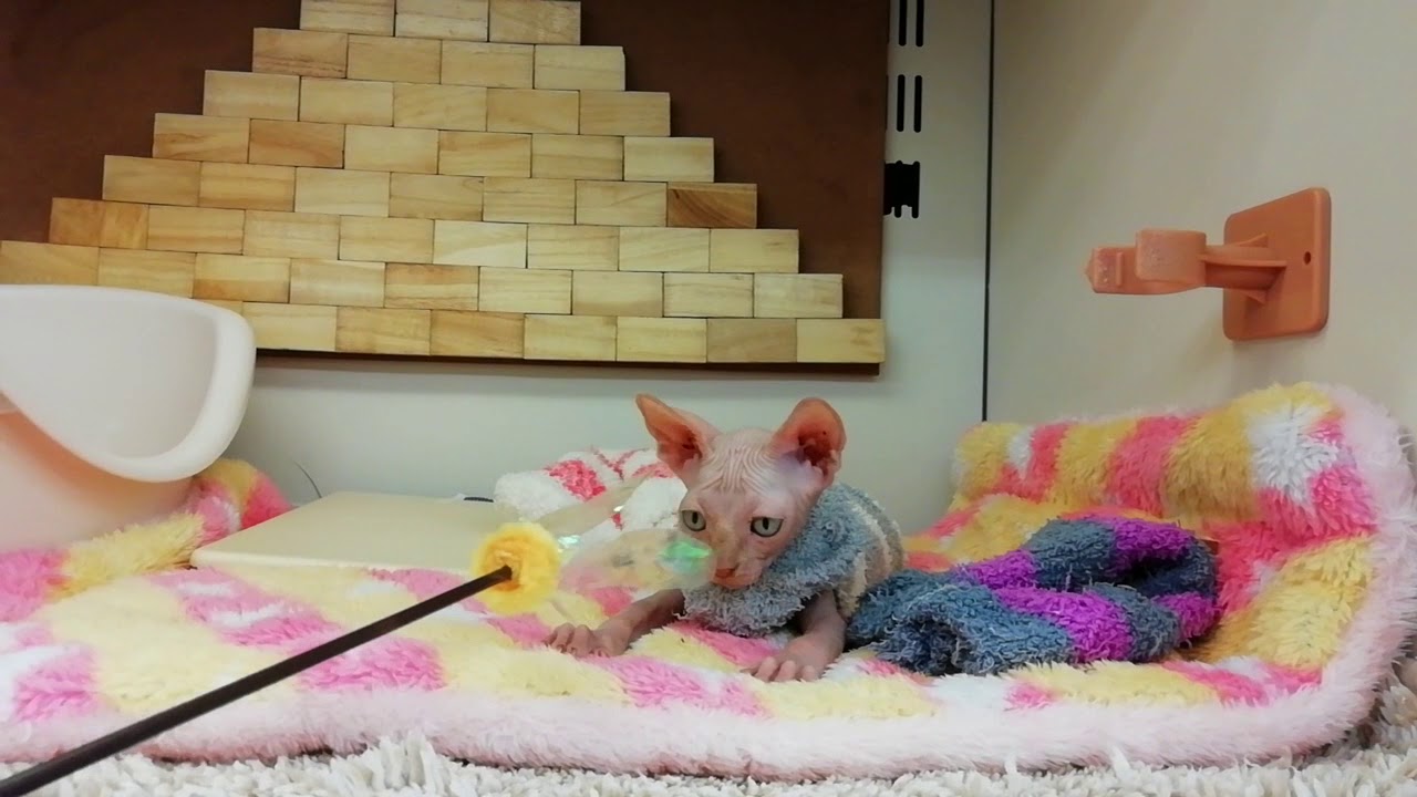 スフィンクス♂2018.10/14生まれ