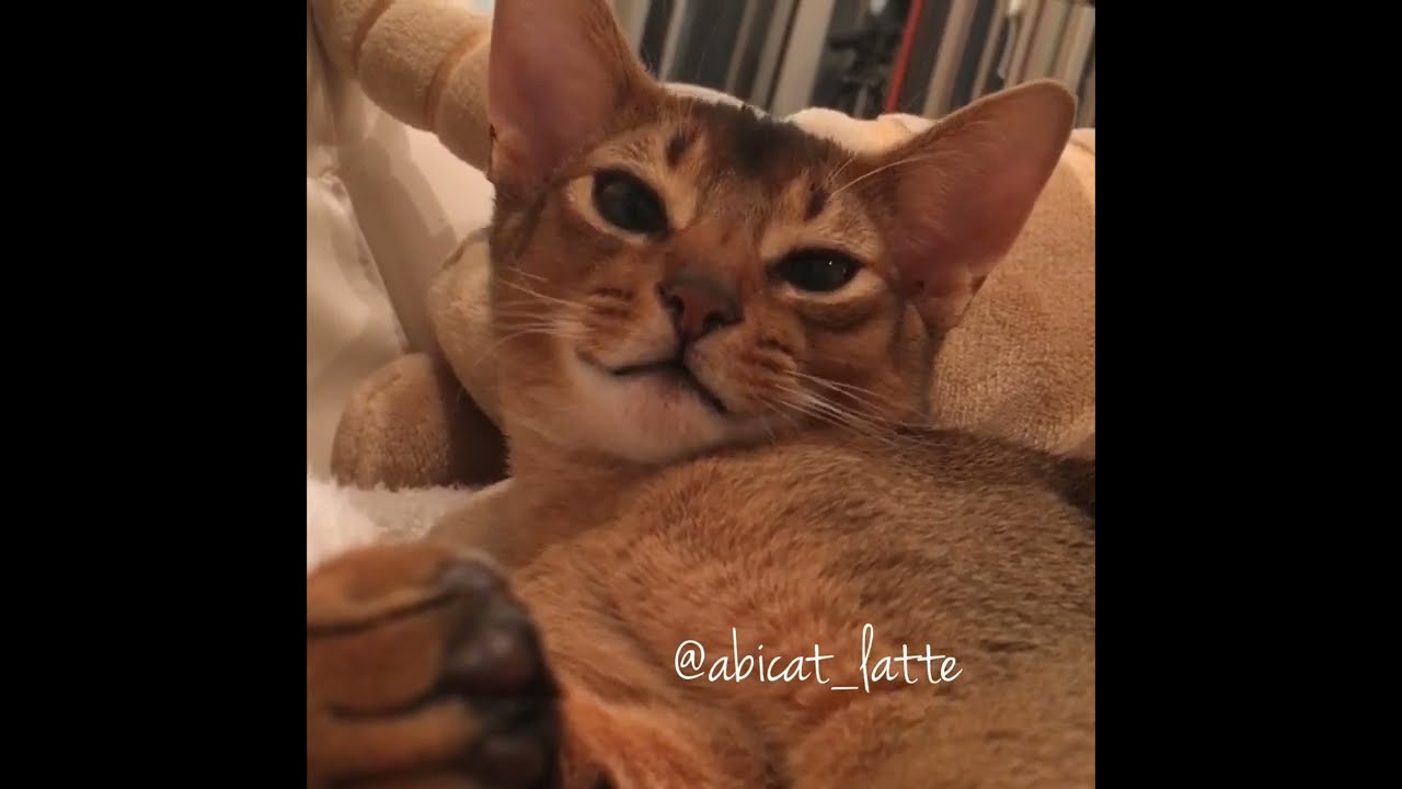 アビシニアンの子猫の可愛い鳴き声。Abyssinian kitty cute MEOW!
