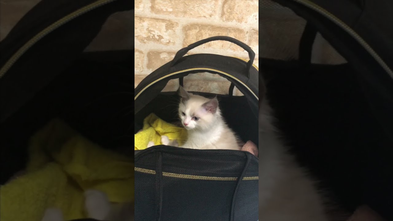 天使のようなラグドール子猫に一目惚れ。【家族になった日】