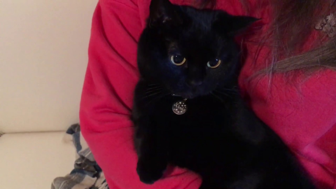 4匹黒猫ボンベイファミリーのにぎやかな1日☆ Black bombay cat（黒のボンベイ猫）