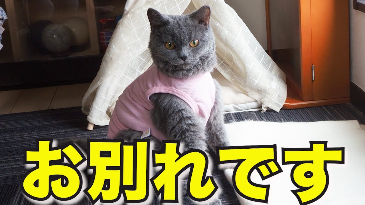 今夜で見納めです｜セルカークレックス｜ブリティッシュショートヘア