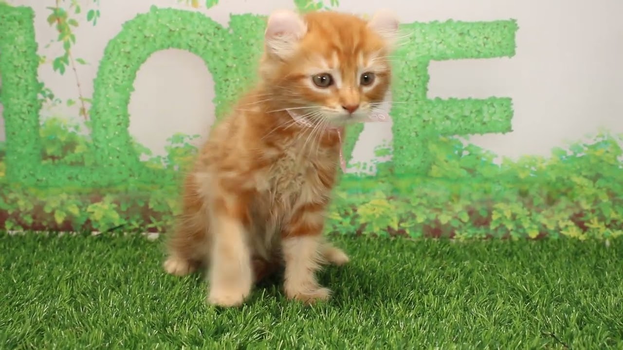 Coo&RIKU　No586809　アメリカンカール