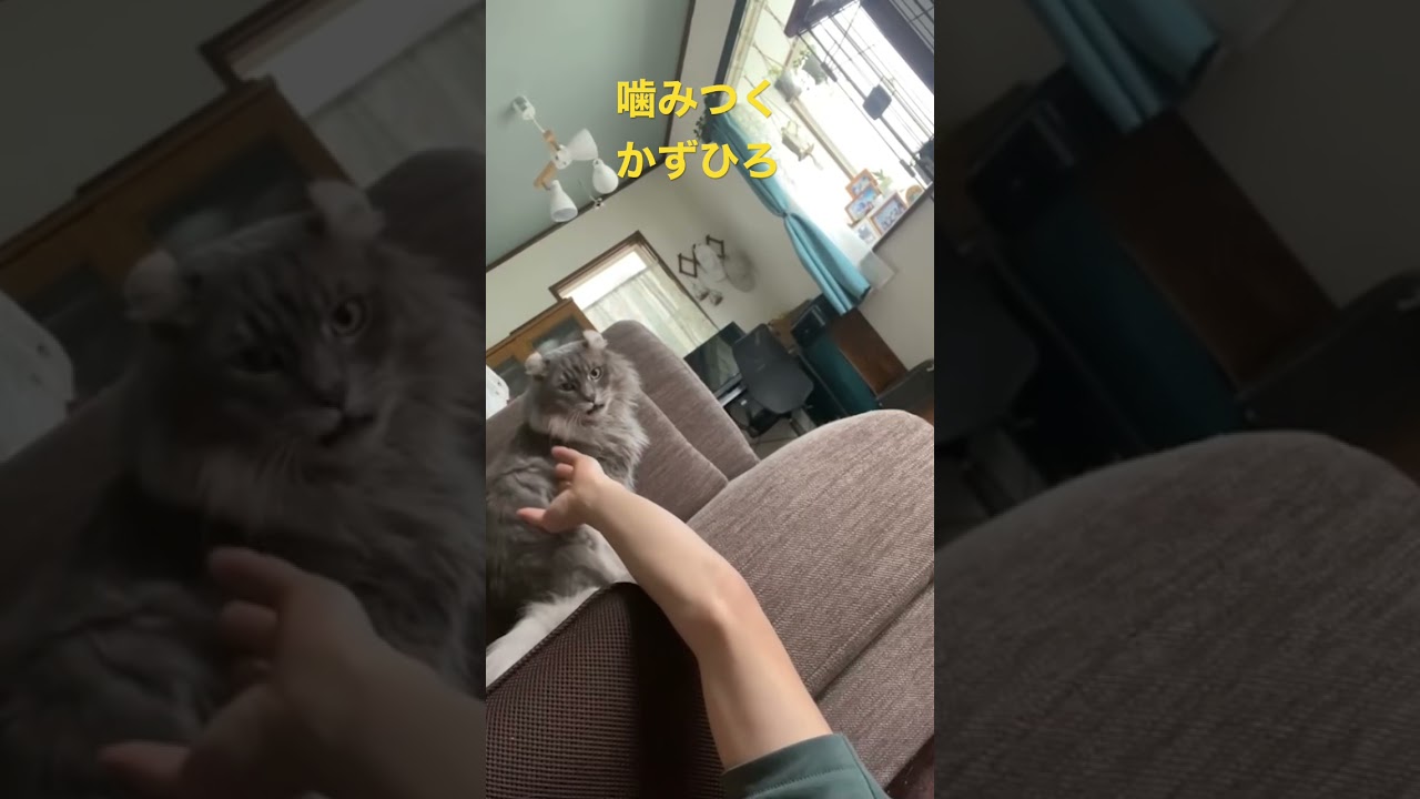 噛みつくアメリカンカール#shorts