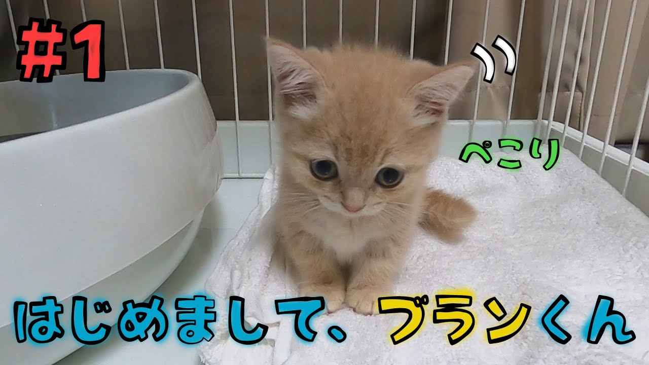 #1【短足マンチカン】おうちに子猫がやってきた！トイレ砂の悲劇…！？