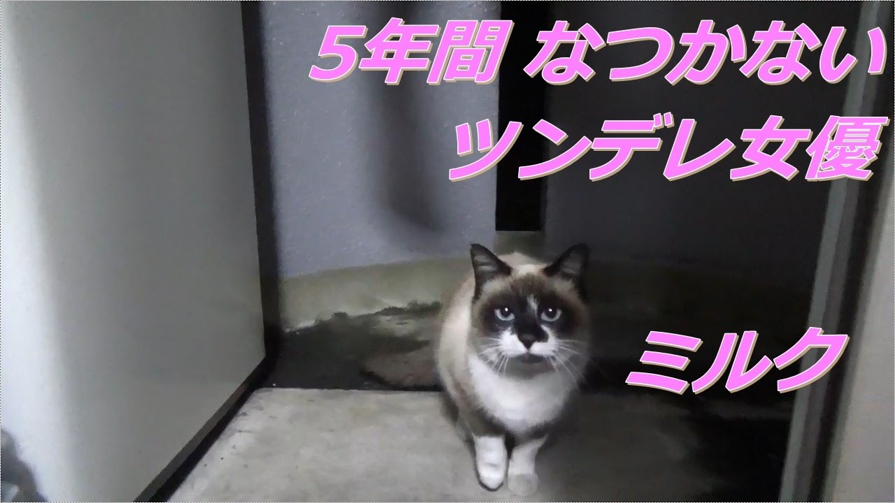 5年間なつかないシャム猫 ミルク