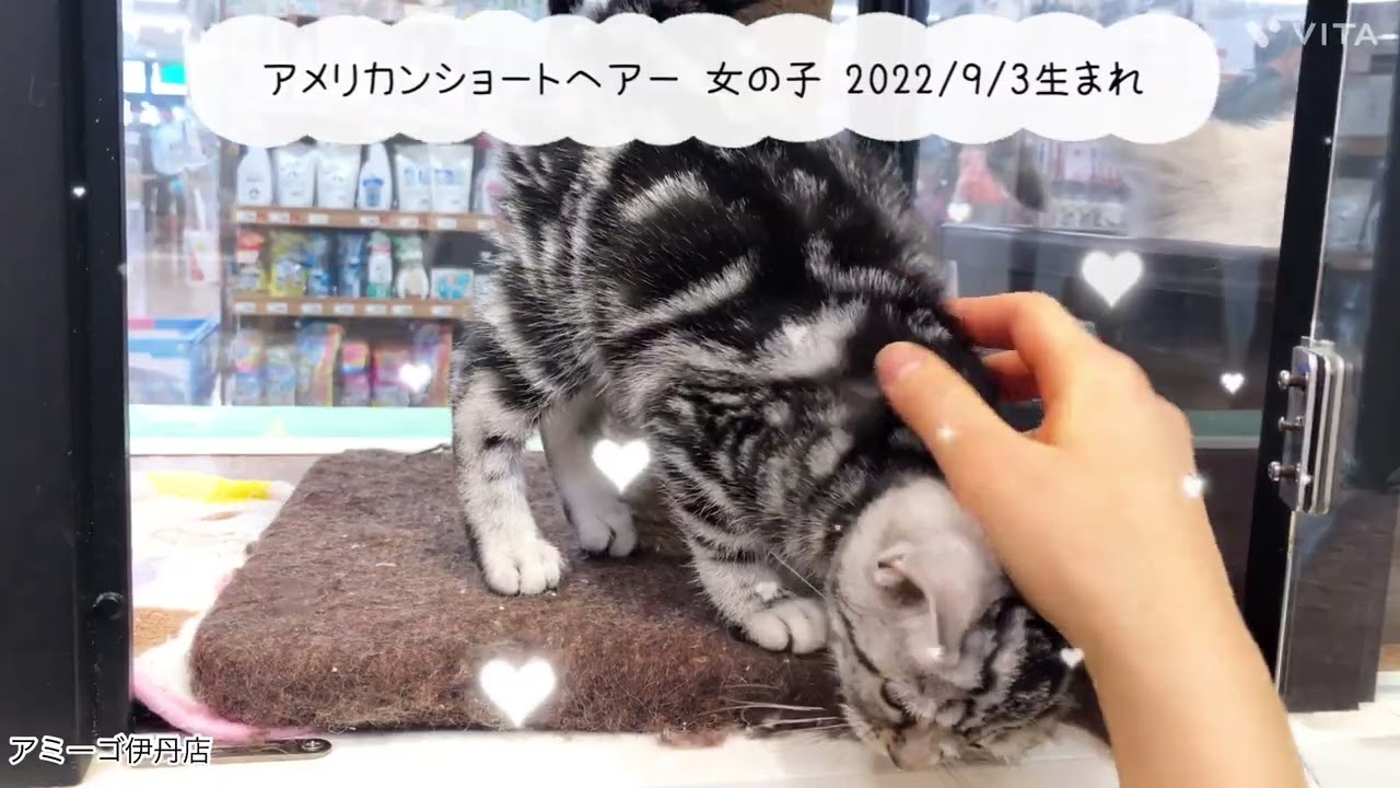 アメリカンショートヘアー★アミーゴ伊丹店