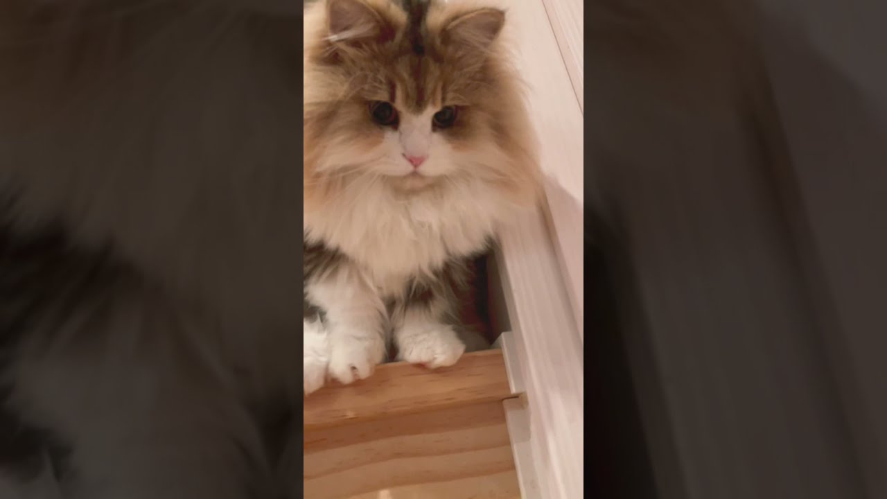 毛玉ねこ様が起き上がる瞬間 #shorts #マンチカン #ミヌエット #もふ猫