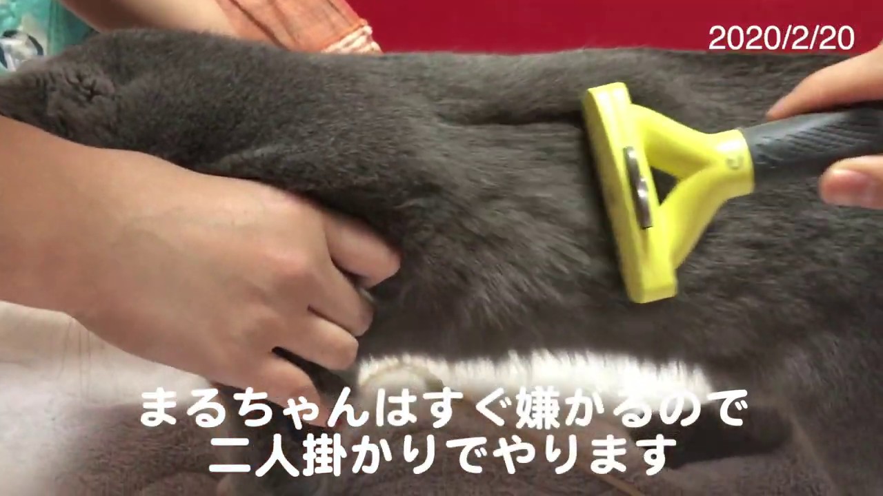 猫の毛対策！！ファーミネーターを初めてシャルトリューのまるちゃんに使ってみた！