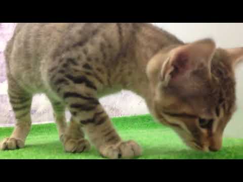 Coo&RIKU　No444012　エジプシャンマウ