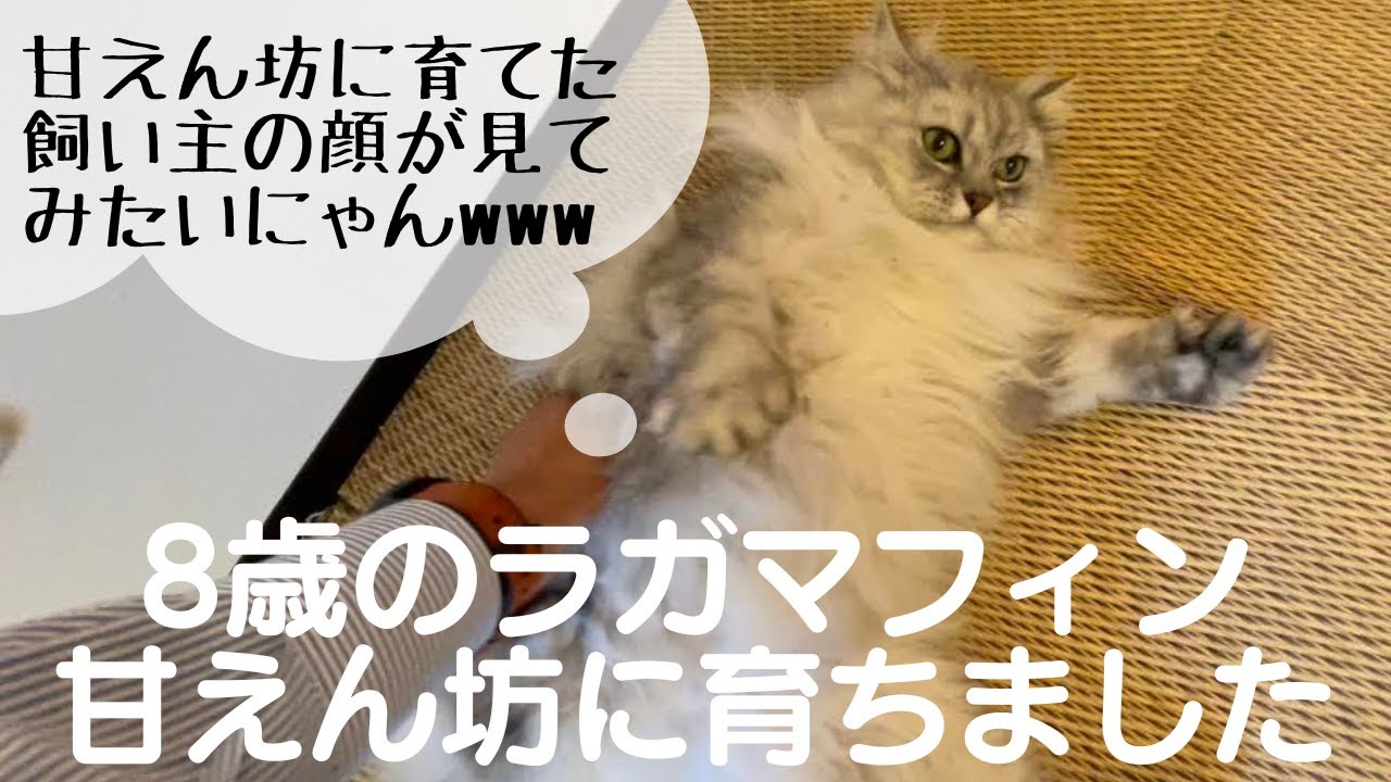 8歳のラガマフィン甘えん坊に育ちました