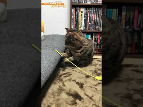 猫じゃらしで遊ぶも、何か違うw　/キンカロー　マンチカン×アメリカンカール　#Shorts