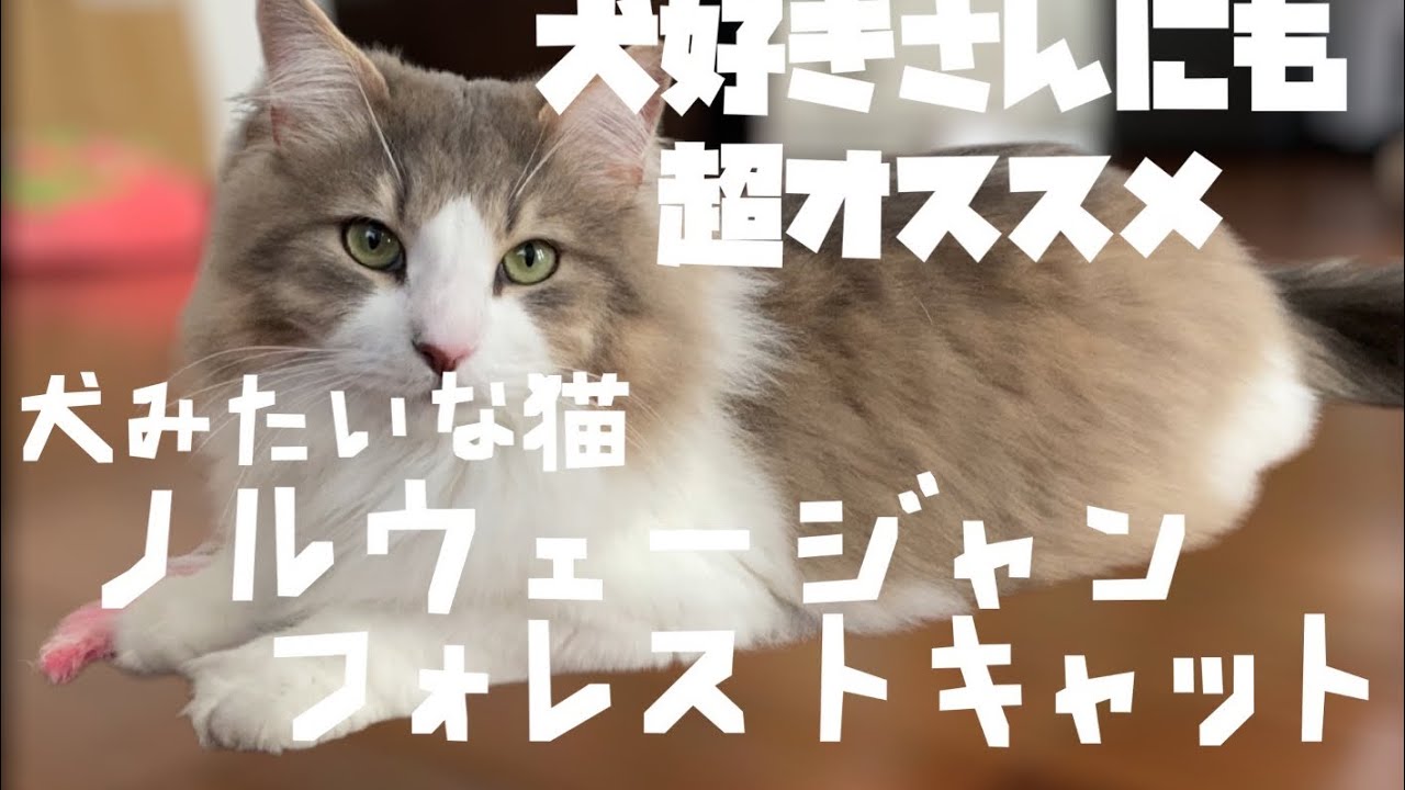 犬好きにも超オススメ！！ノルウェージャンフォレストキャット