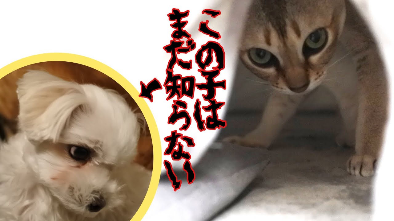 【シンガプーラ】【マルチーズ】【犬猫バトル】【姉弟喧嘩】この子はまだ知らない… #83