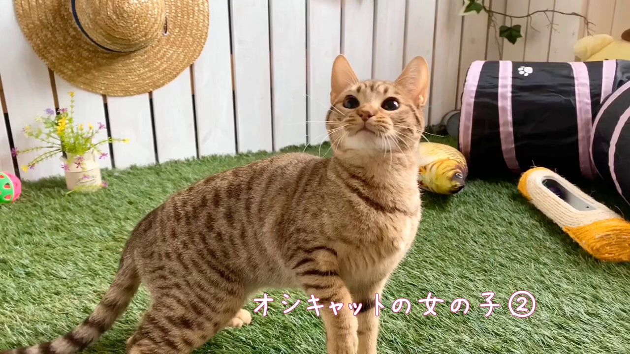 【ナナハチ’s ROOM】オシキャットの女の子②20200408