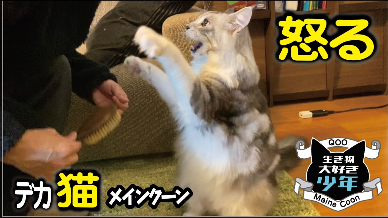【メインクーン】大型猫が怒った時の鳴き声。ブラッシングを拒否