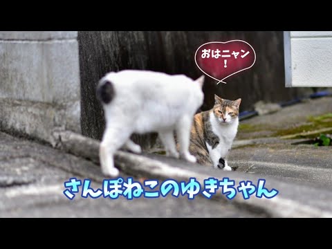 【さんぽねこのゆきちゃん】天使！素敵な時間をありがとう！ワンコじゃないよ！ニャンコだよ！ジャパニーズ・ボブテイルのゆきちゃんとの普段のお散歩の風景。誰にも真似のできない素敵で貴重なゆきちゃんとの時間
