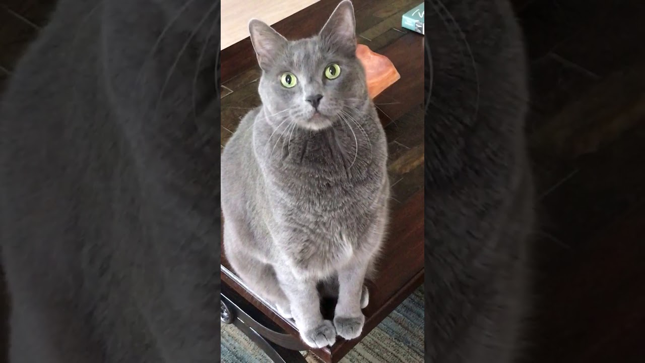 Our Korat cat-Horton Gerard and his 1st world problems