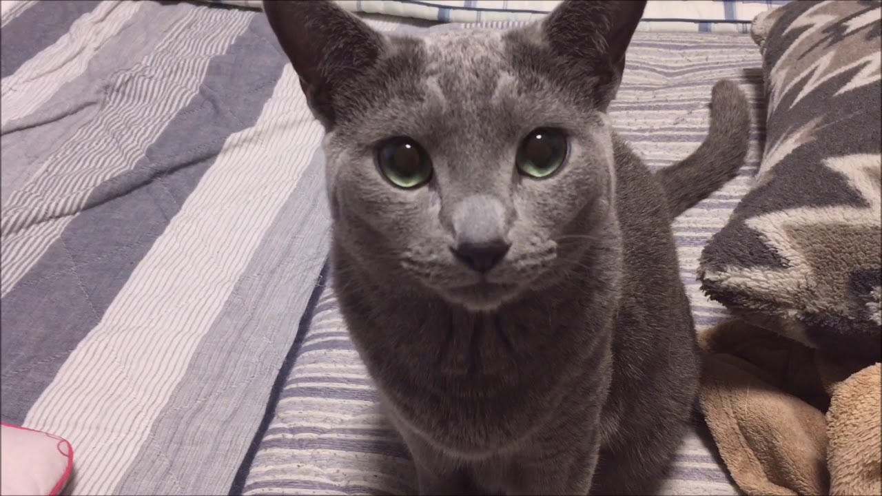 鳴きまくるロシアンブルー