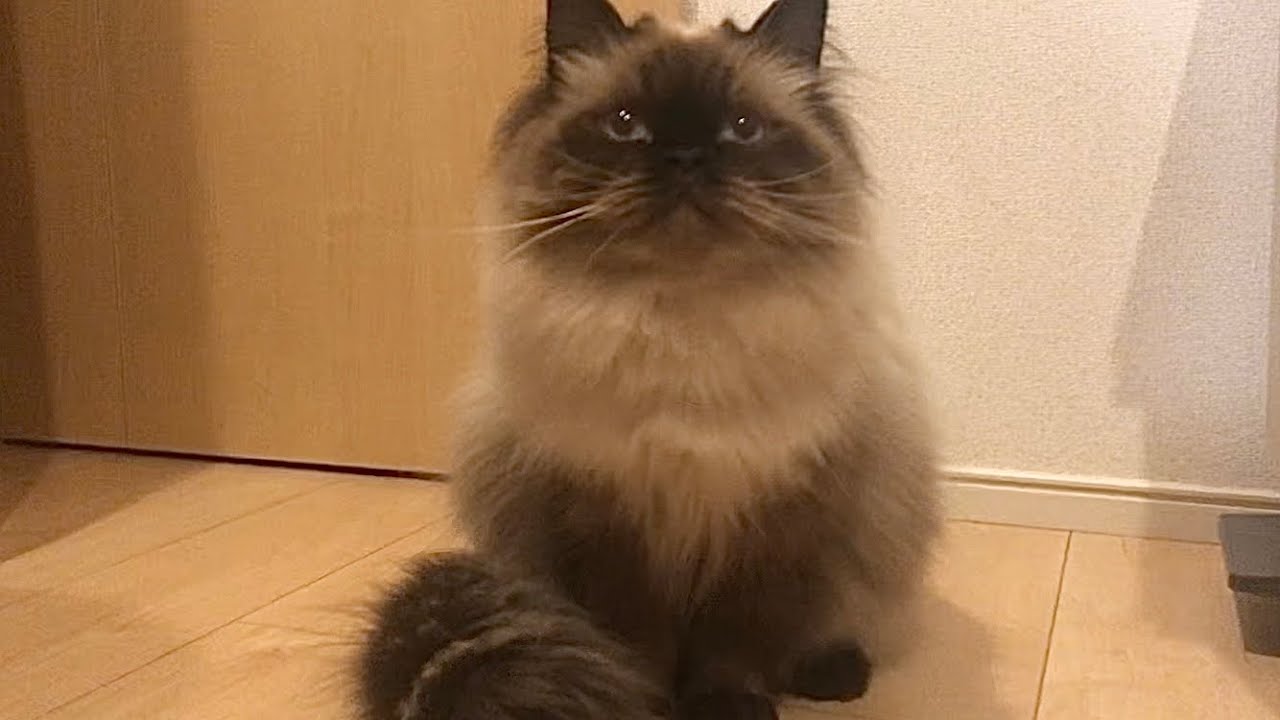 【ヒマラヤン】爪切りの時間です【おうちサロン】