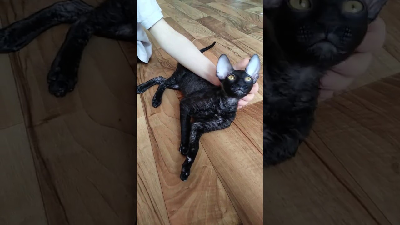 Cornish Rex Angelina! Black baby!