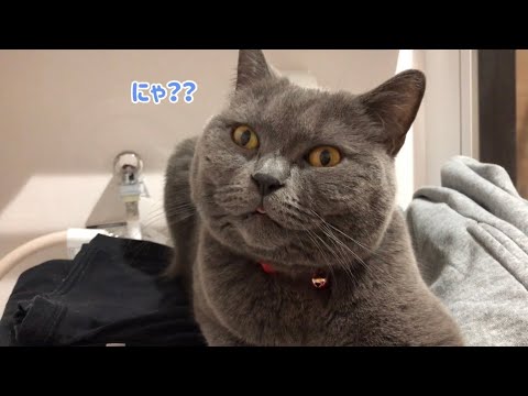 【日常】猫さんの冬のある1日♪【ブリティッシュショートヘア】