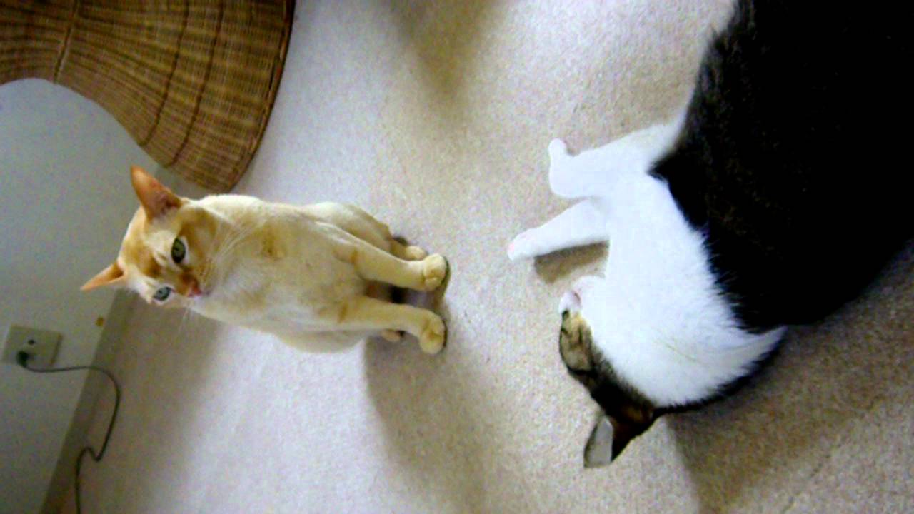 バーミーズのセナ君　なぜか攻撃的