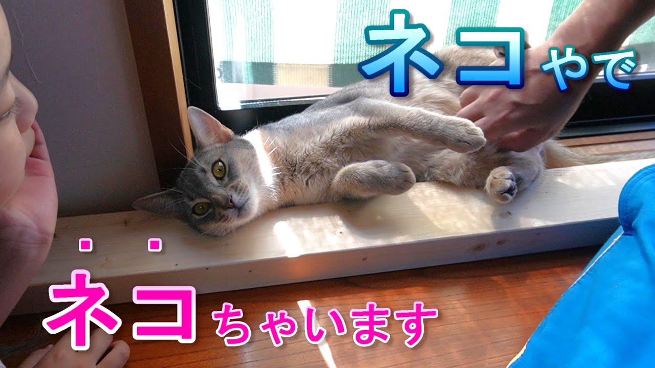 猫ネコ論争!!【スコティッシュフォールド】【アビシニアン】