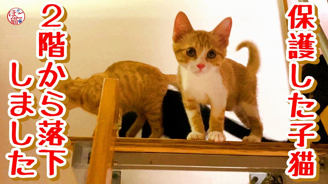 【子犬・子猫】子猫が２階から落下しました(泣)　※閲覧注意一部叫び声がします