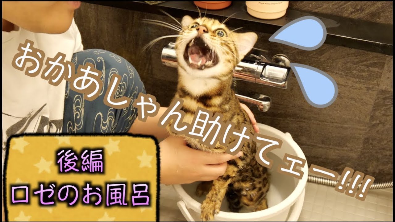 バケツ風呂に浸かりながら必死に助けを求めるロゼが可愛い！！
