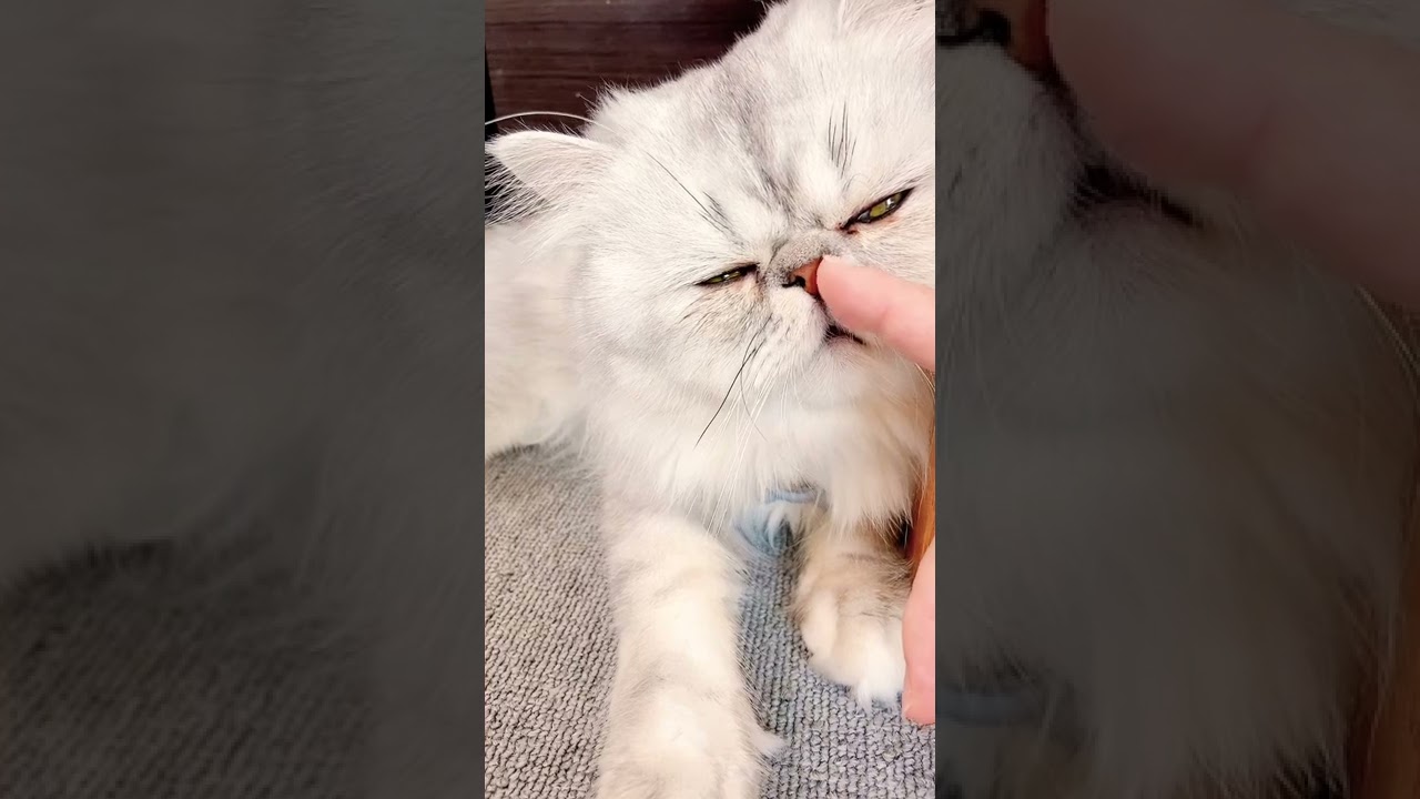 夏バテ気味のペルシャ猫🐈‍⬛　鼻をこすってあげた時の顔が可愛いすぎ❤︎