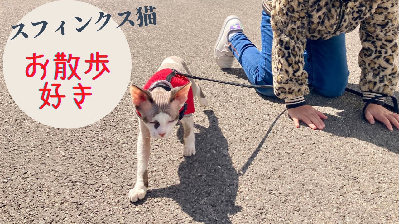 74:2回目のお散歩を催促するスフィンクス猫