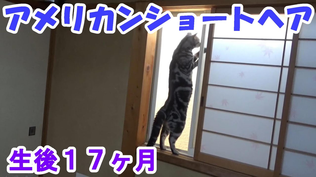 アメショーソラ　生後１７ヶ月の日常　（アメリカンショートヘア）
