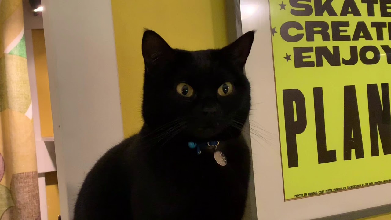 4匹黒猫ボンベイファミリーのにぎやかな1日