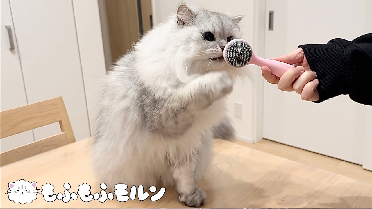 猫はマッサージブラシでとろけるのでしょうか？ 【サイベリアン】