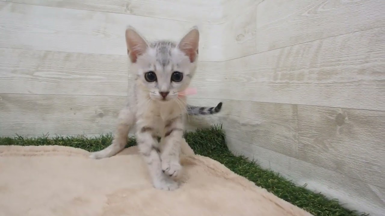 Coo&RIKU　No00570041 エジプシャンマウ