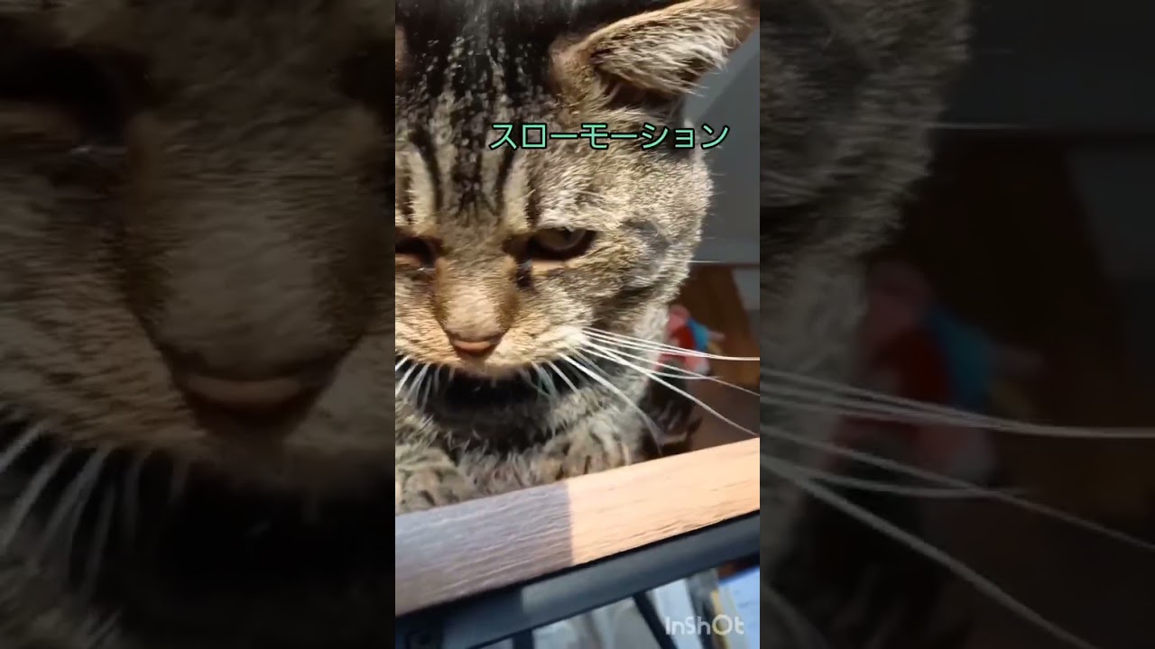猫パンチ炸裂！左フックからの左ジャブ！！/オンライン日本語教師がお届けする日本！の猫