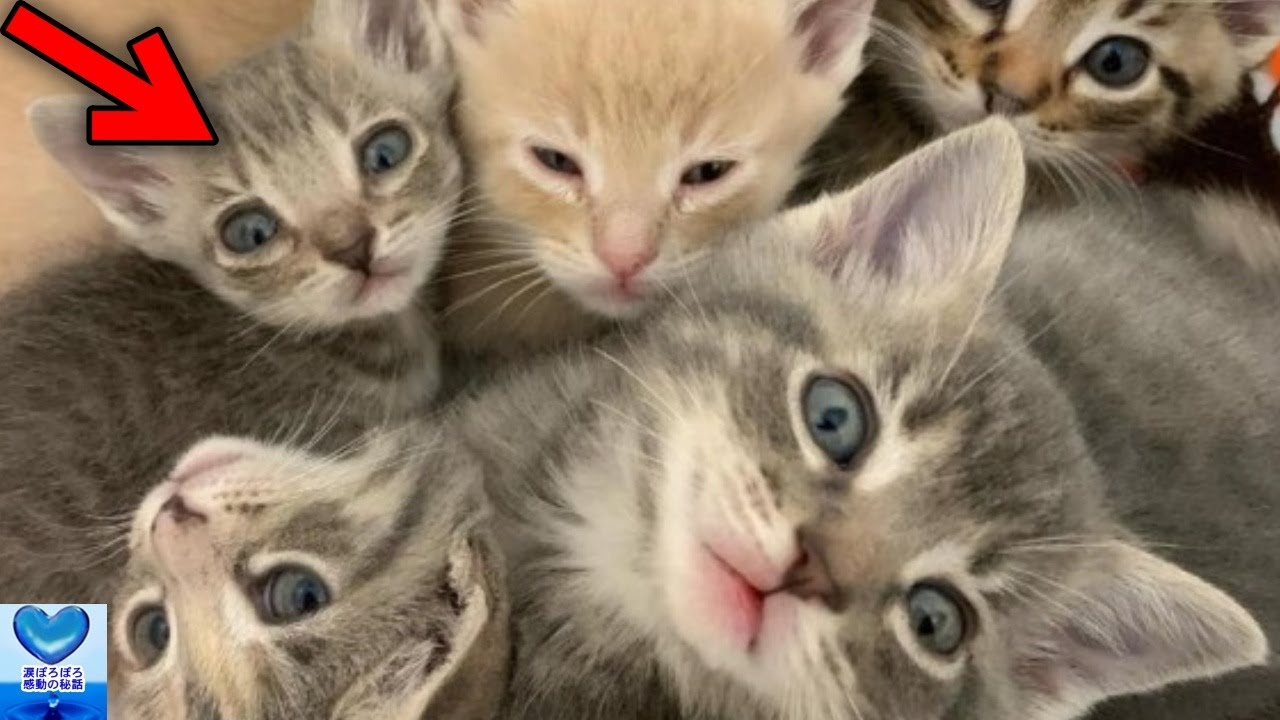 きょうだいの中で一番小さな子猫。強い生命力で懸命に生きる姿に心打たれる【感動】
