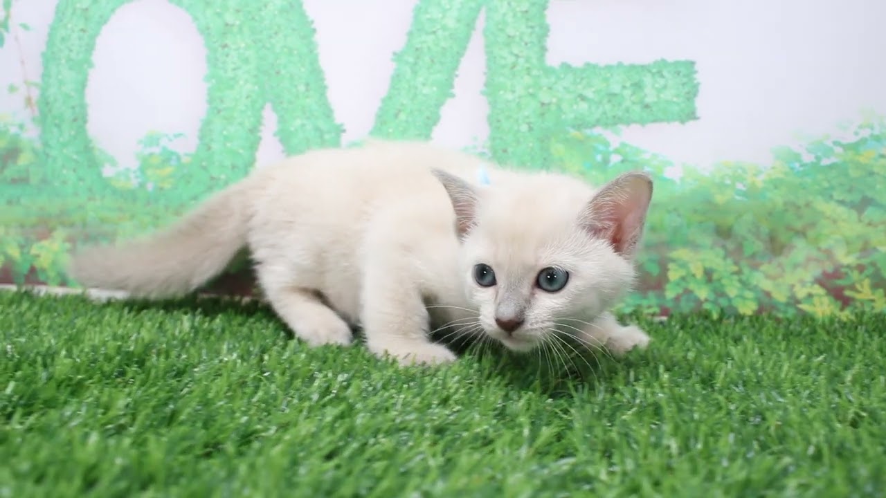 Coo&RIKU　No604192　トンキニーズ