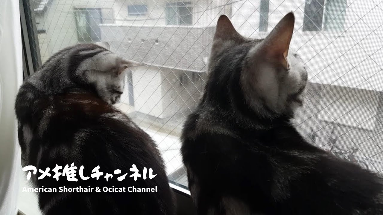アメリカンショートヘアとオシキャットの仔猫が初めての雪に興奮