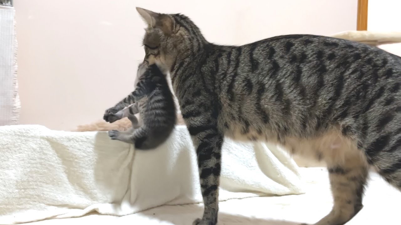 箱から出たがってた子猫を出したら秒で母猫に連れ戻された…
