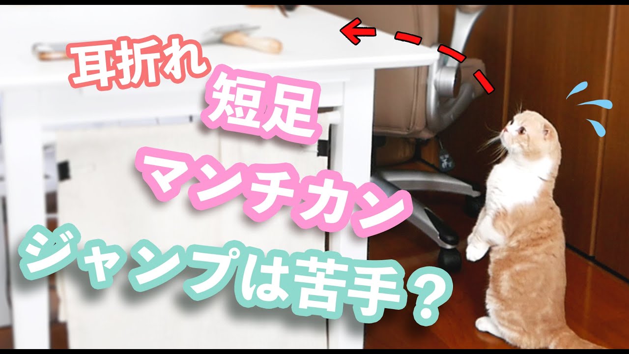 【マンチカン】短足がジャンプできない？ジャンプ力披露［どんくさかわいい！！］vol.3