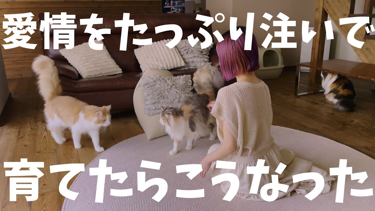 【猫の気持ち検証】愛情をたっぷり注いで育てると呼んだら来てくれるらしいので検証してみました。６匹ノルウェージャンフォレストキャットとの暮らし。