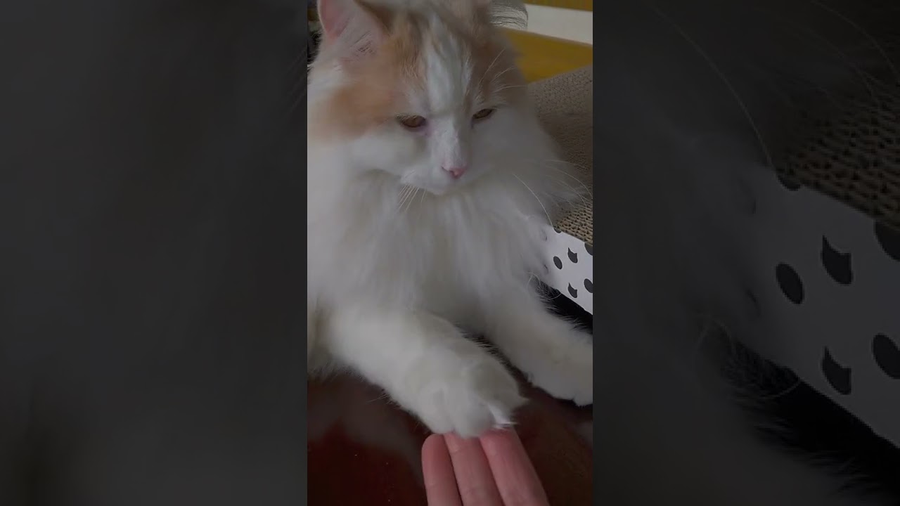 猫もお手#ラガマフィン