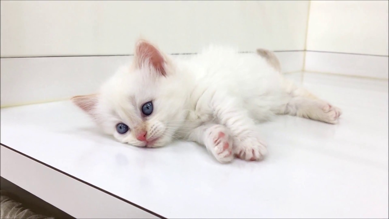 めちゃカワのロングヘアーマンチの女の仔☆