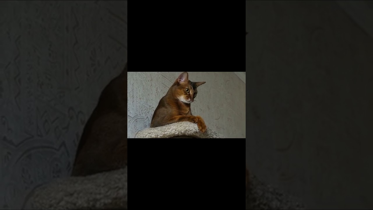 Brown cat resting