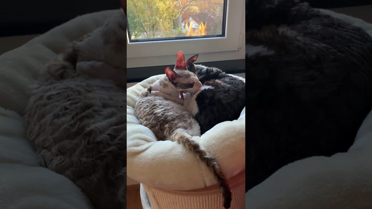Cornish Rex Cats/Kittens/Katzen!!! Cornish Rex love is....
